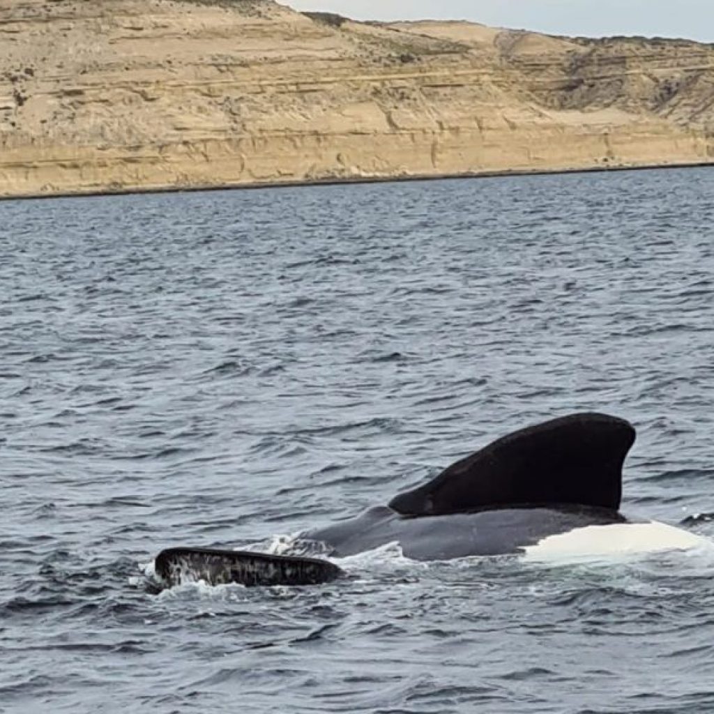 Avistamiento de cetáceos Argentina
