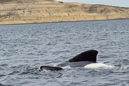 Whale watching Argentina