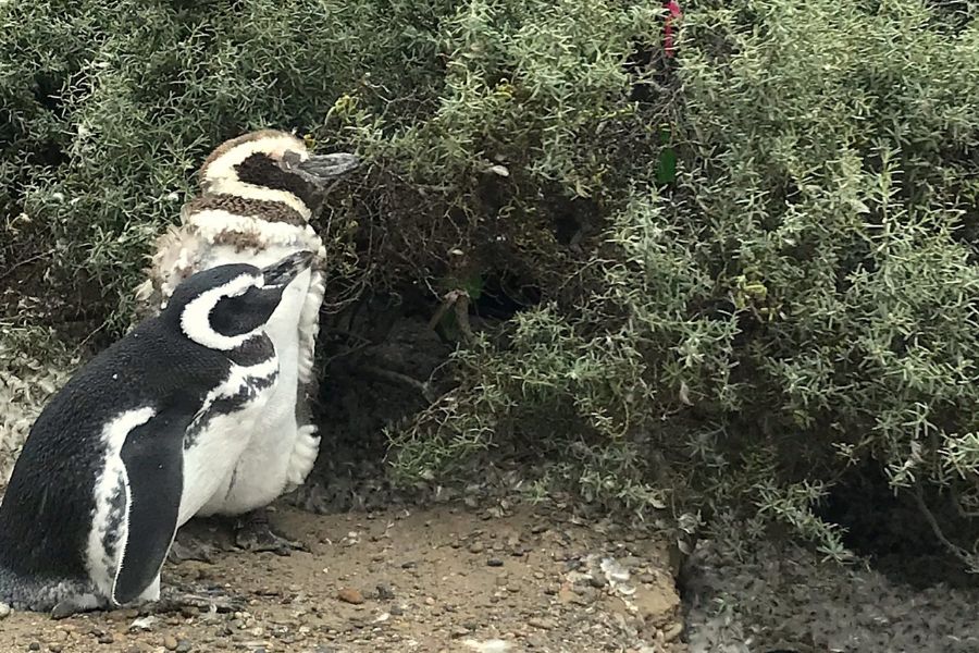 4 Días - Ballenas y Pingüinos en Puerto Madryn