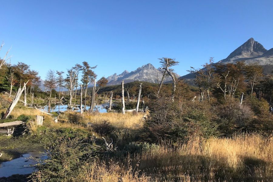 Patagonien 10 Tage Reise: Die überraschende Schönheit der schroffen Landschaften entdecken