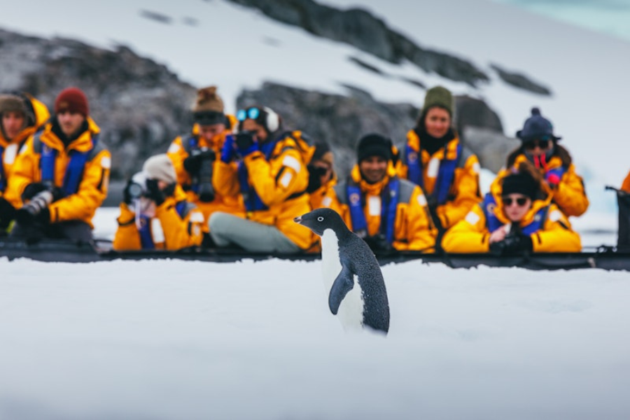 16 giorni - Georgia del Sud e Penisola Antartica: Safari con i pinguini