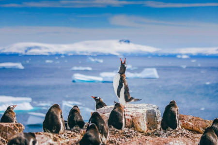 Explora la Antártida en una expedición en crucero