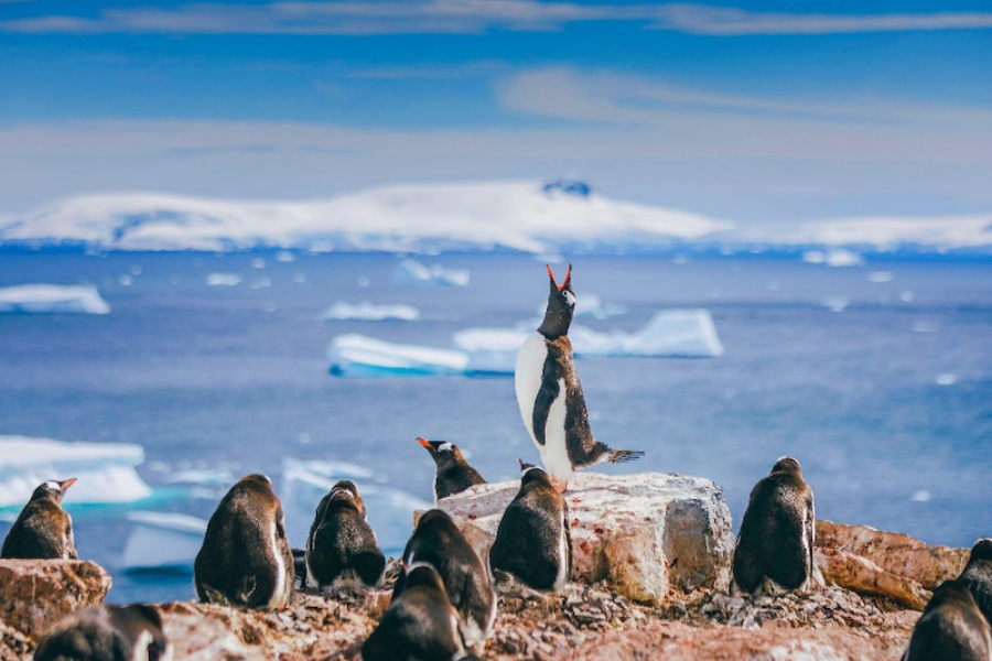 16 jours - Géorgie du Sud et péninsule Antarctique : Safari Penguin