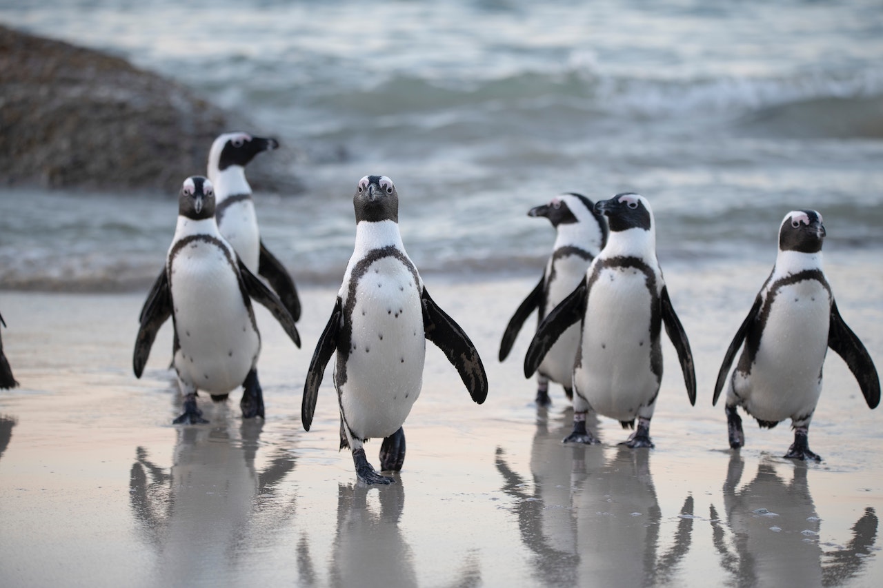 Pingüinos en Punta Tombo, Patagonia Argentina.