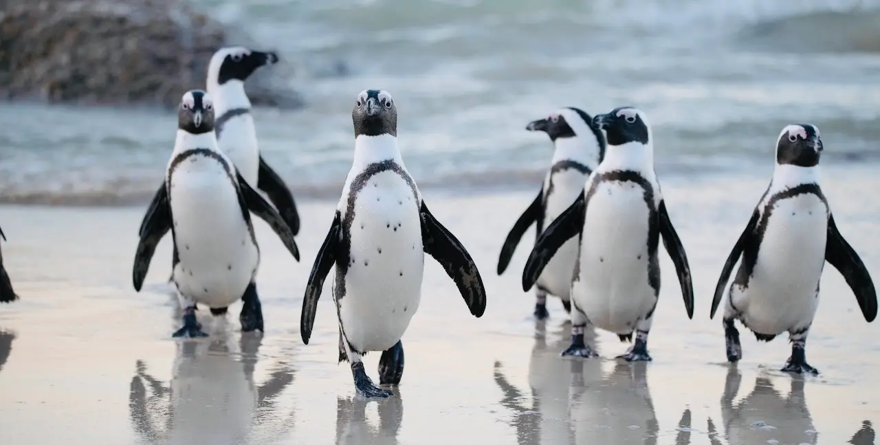 Penguins in Punta Tombo, Patagonia.