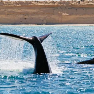Wale in Puerto Madryn auf der Península Valdés