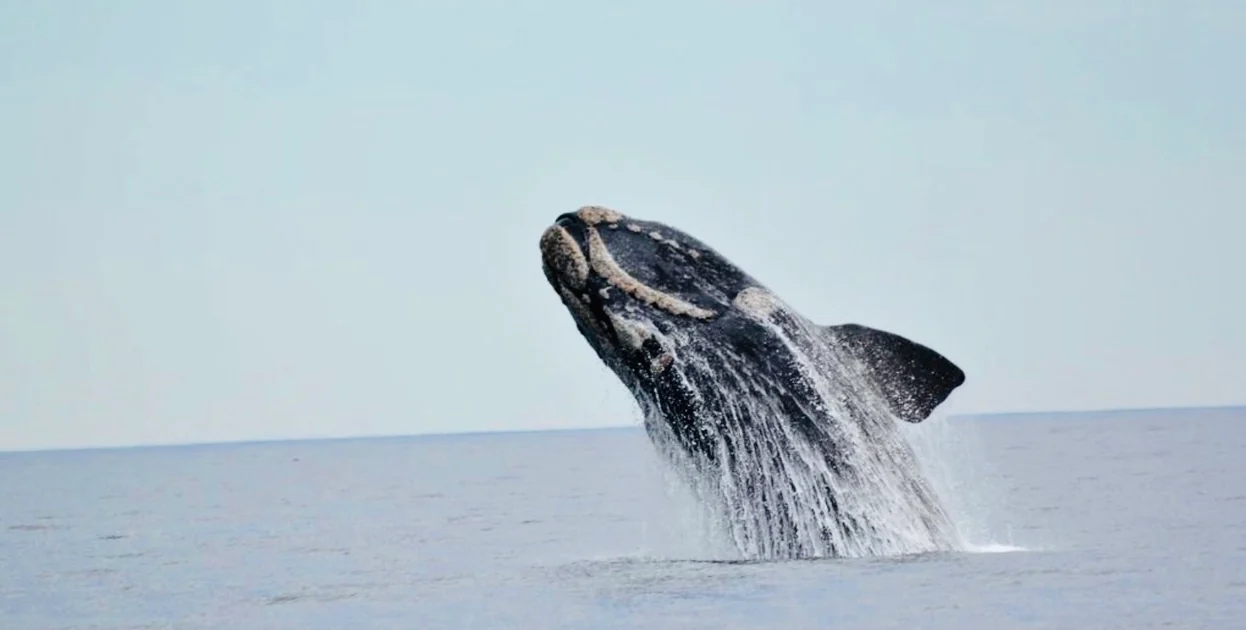 osservazione delle balene in patagonia