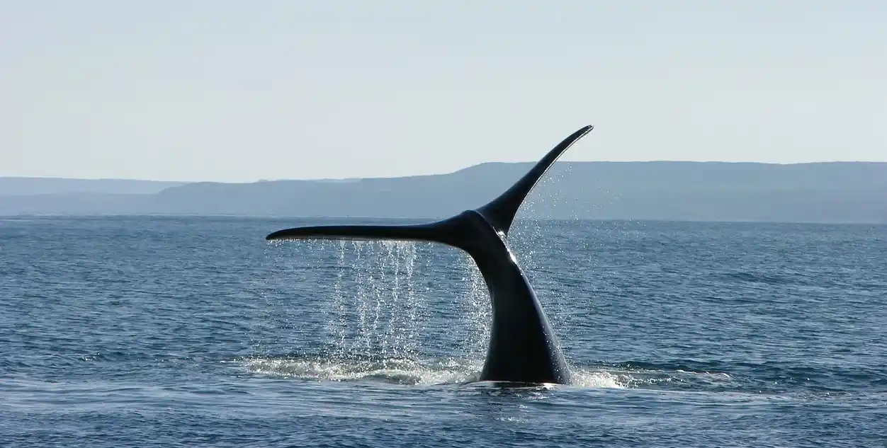 Observation des baleines en Patagonie