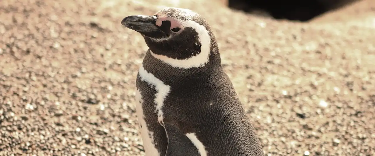 Pinguin-Touren in Puerto Madryn