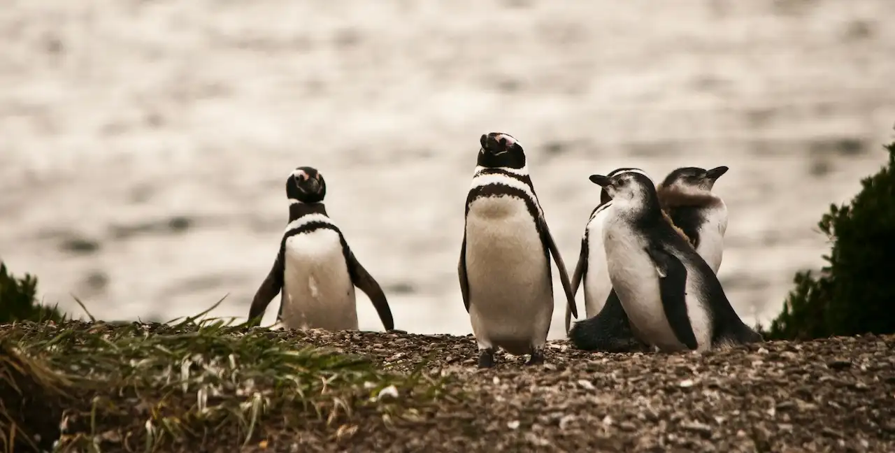 Pingüineras en Ushuaia