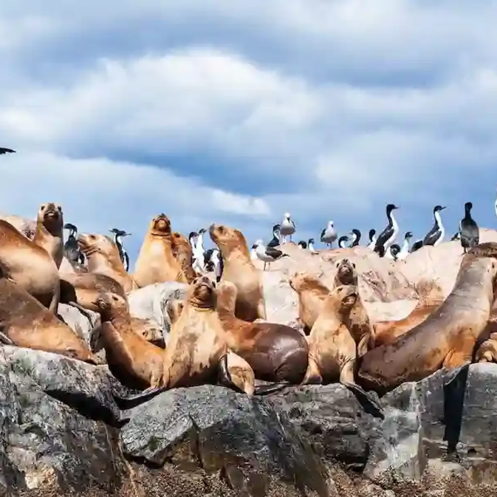 Bahia Bustamante sea lions